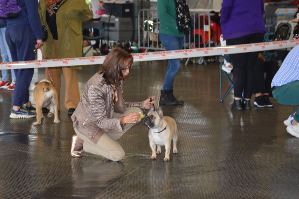 Des Bouilles De Valdemanon - Exposition canine nationale  Metz 2022