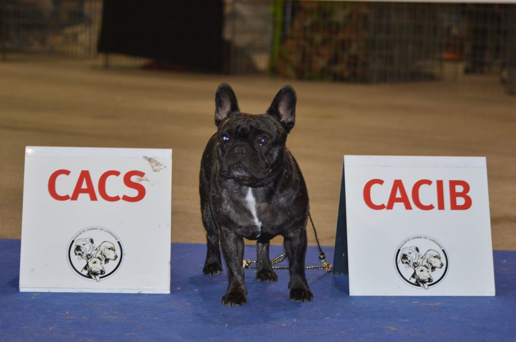 Des Bouilles De Valdemanon - Exposition canine METZ 2019