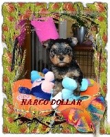 Narco Dollar
