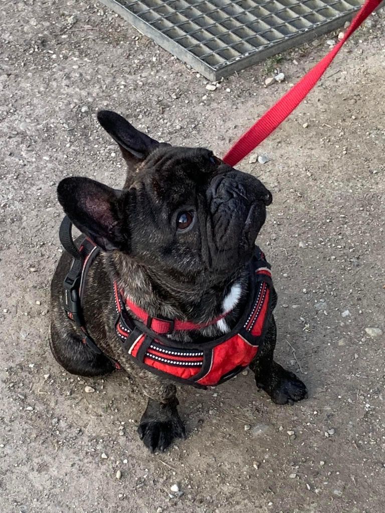 Rohan Des Bouilles De Valdemanon