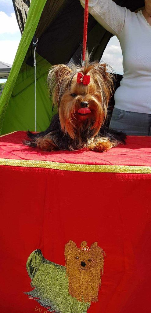 Des Bouilles De Valdemanon - EXPOSITION CANINE VITTEL 2019