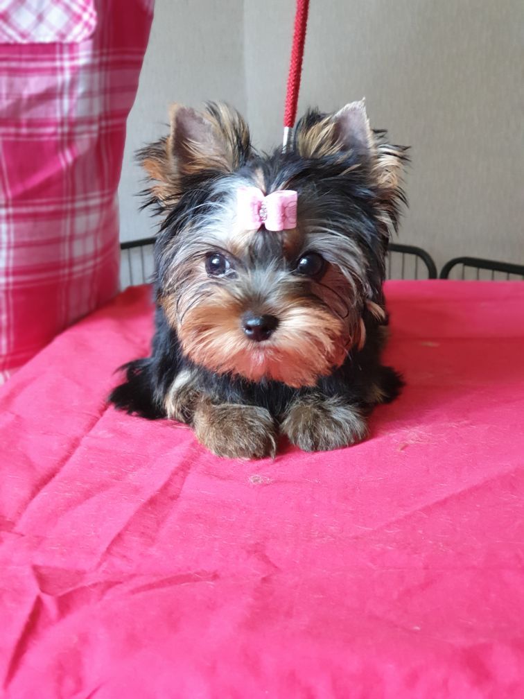 Des Bouilles De Valdemanon - Mademoiselle Rover Mini..