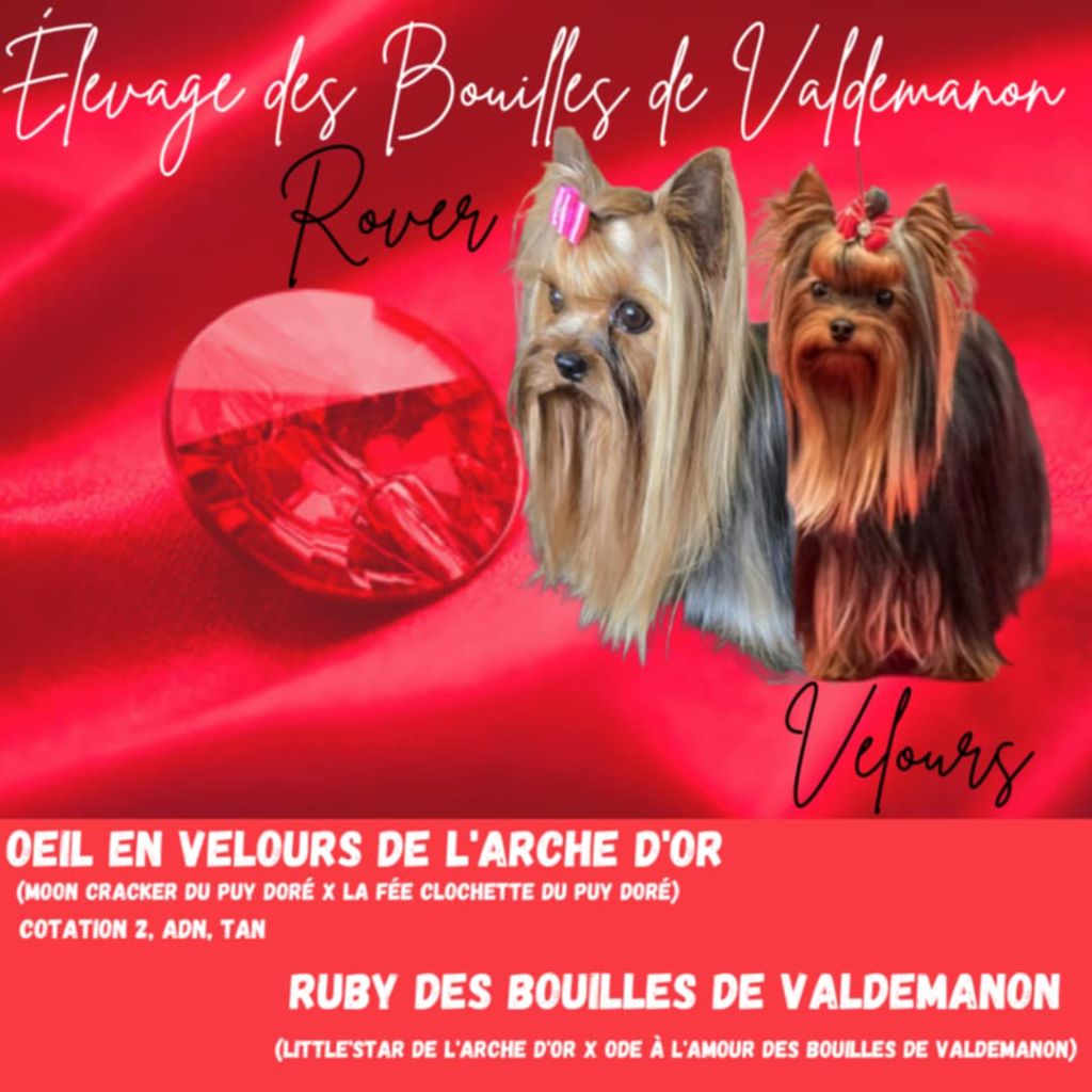 Des Bouilles De Valdemanon - Mariage et naissances à venir...