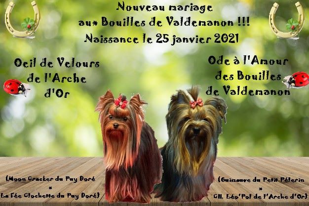 Des Bouilles De Valdemanon - mariage.... 