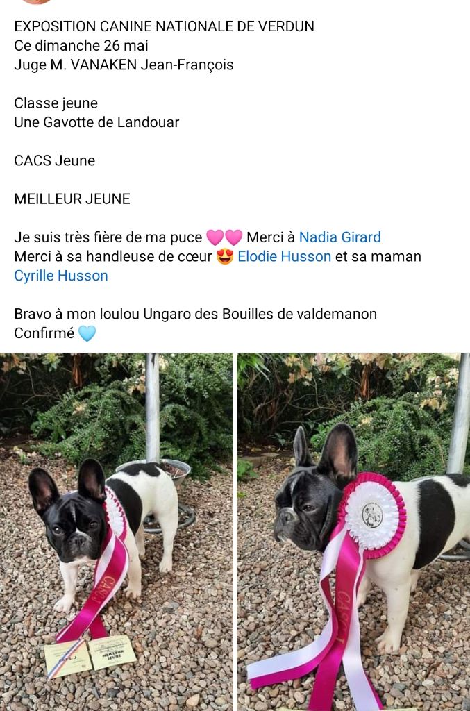 Des Bouilles De Valdemanon - Exposition canine Verdun 26 mai 