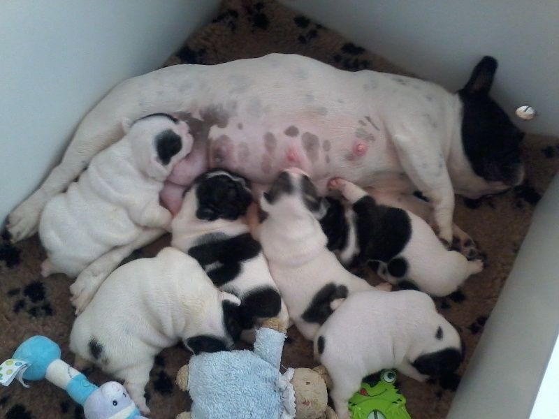 Maman Ivresse et ses petits. ..