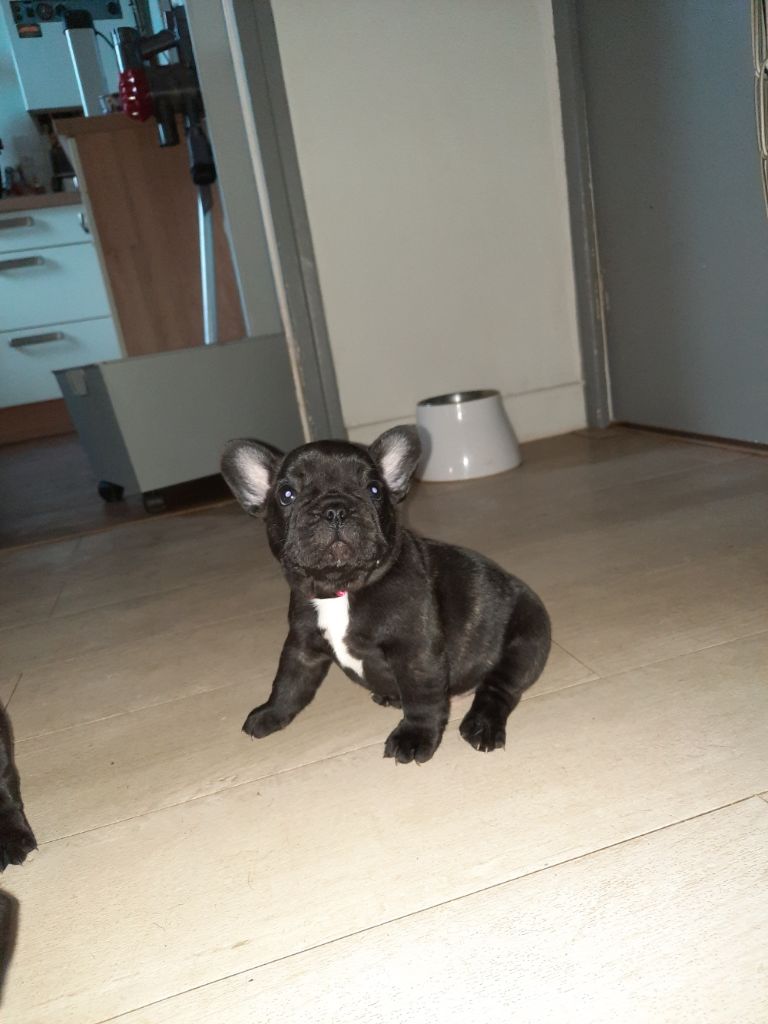 Des Bouilles De Valdemanon - Chiots disponibles - Bouledogue français
