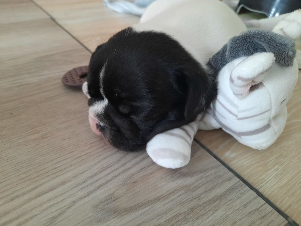 Des Bouilles De Valdemanon - Chiots disponibles - Bouledogue français