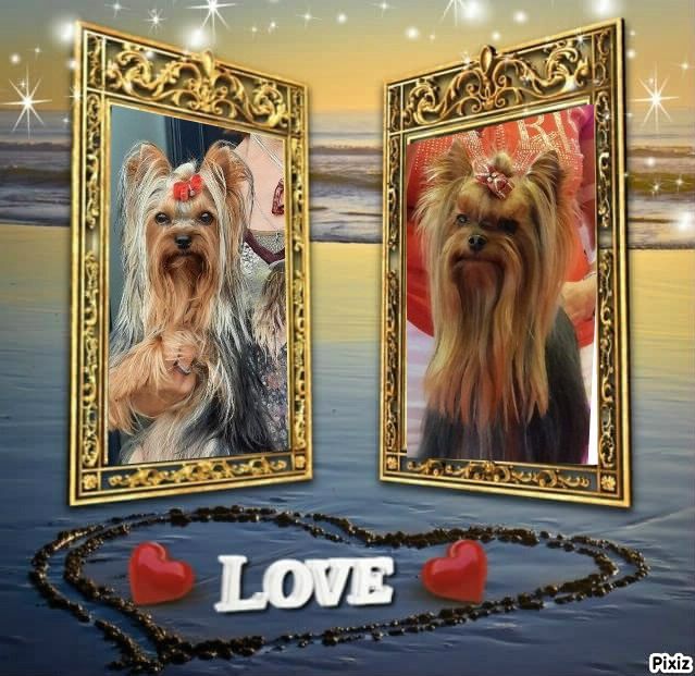 Des Bouilles De Valdemanon - Yorkshire Terrier - Portée née le 10/01/2022