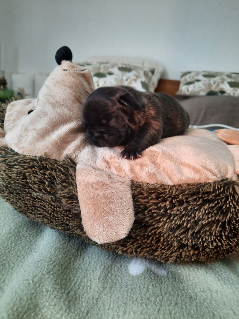 Des Bouilles De Valdemanon - Chiots disponibles - Bouledogue français