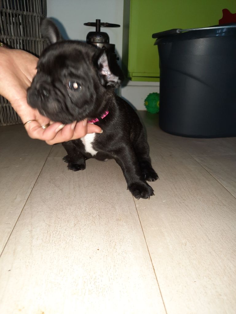 Des Bouilles De Valdemanon - Chiots disponibles - Bouledogue français