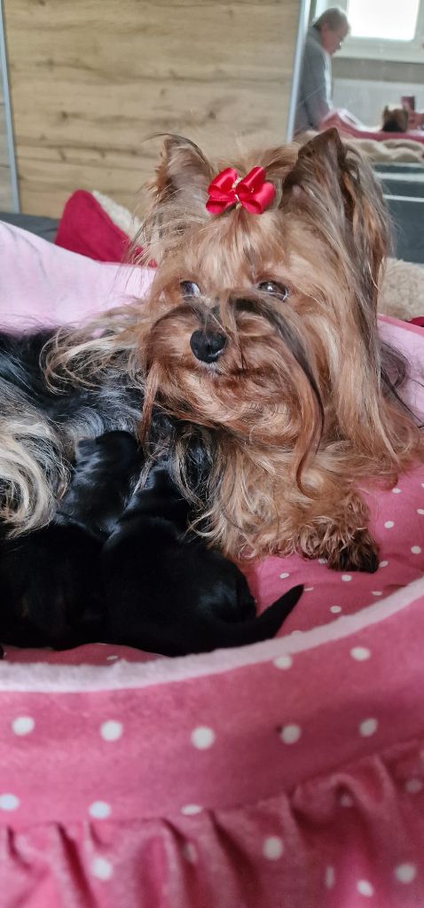 Chiot Yorkshire Terrier Des Bouilles De Valdemanon