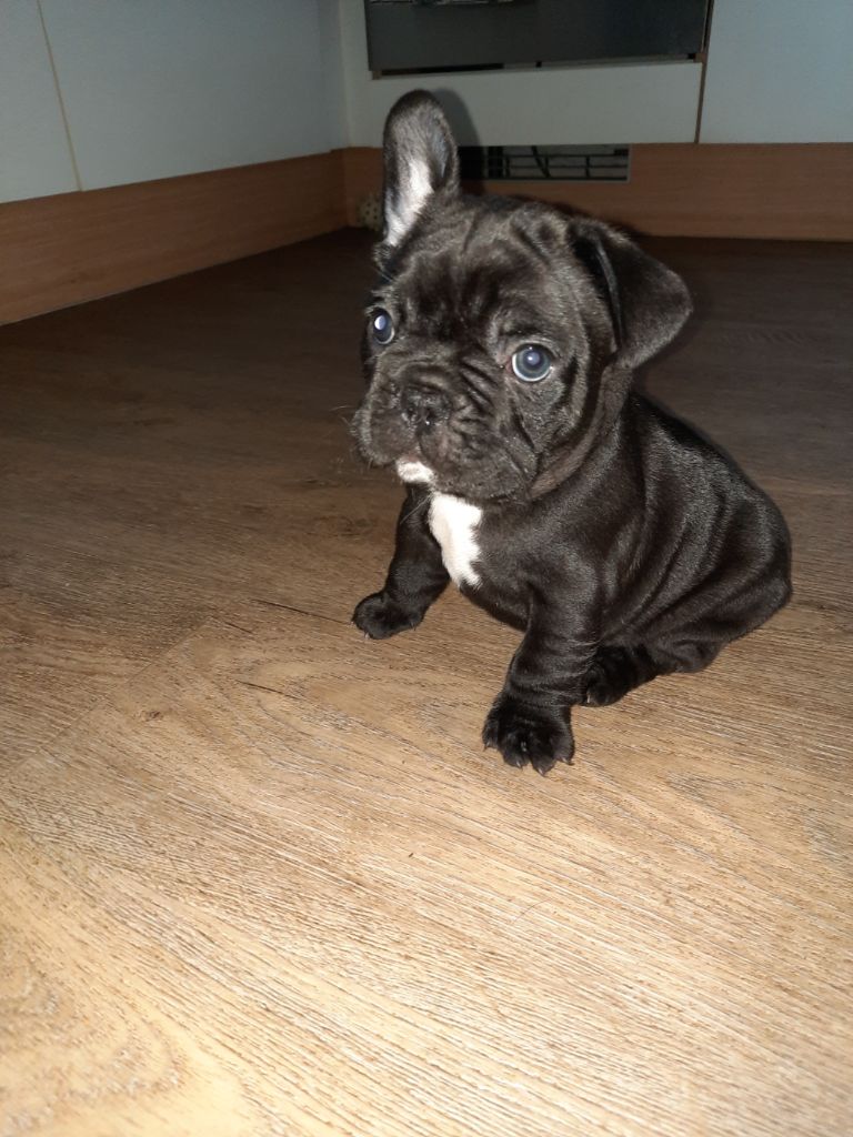 Des Bouilles De Valdemanon - Chiots disponibles - Bouledogue français
