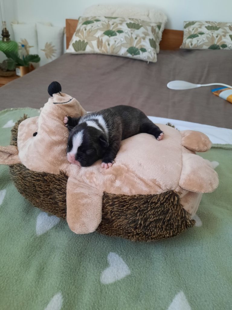 Des Bouilles De Valdemanon - Chiots disponibles - Bouledogue français