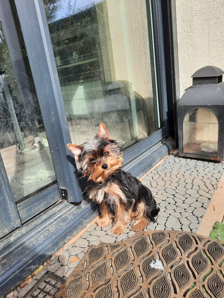 Des Bouilles De Valdemanon - Yorkshire Terrier - Portée née le 14/11/2022