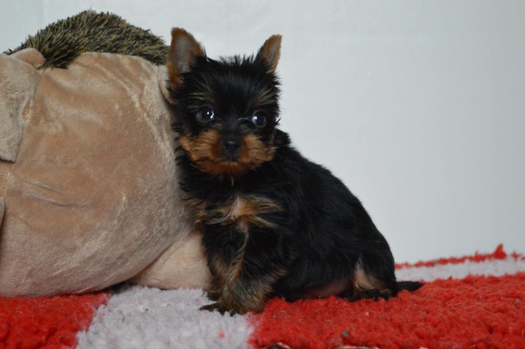 Des Bouilles De Valdemanon - Chiots disponibles - Yorkshire Terrier