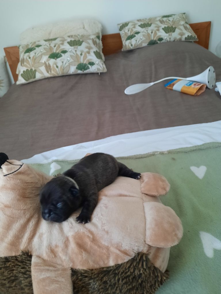 Des Bouilles De Valdemanon - Chiots disponibles - Bouledogue français
