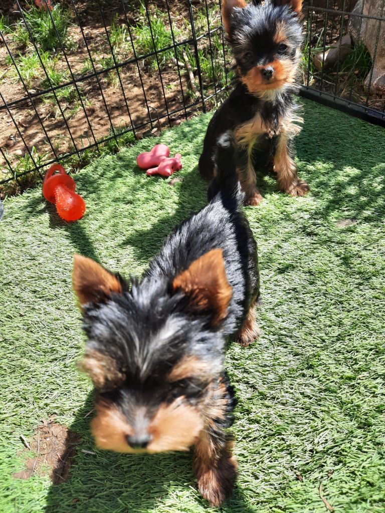 Des Bouilles De Valdemanon - Chiots disponibles - Yorkshire Terrier