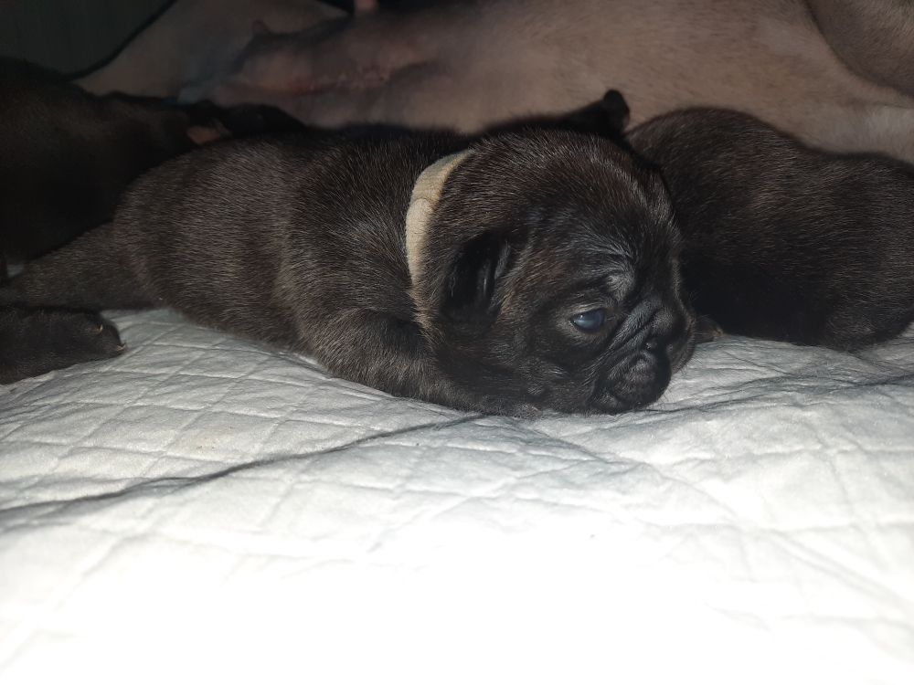 Des Bouilles De Valdemanon - Chiots disponibles - Bouledogue français