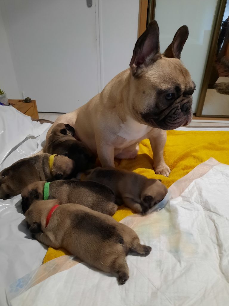 Chiot Bouledogue français Des Bouilles De Valdemanon