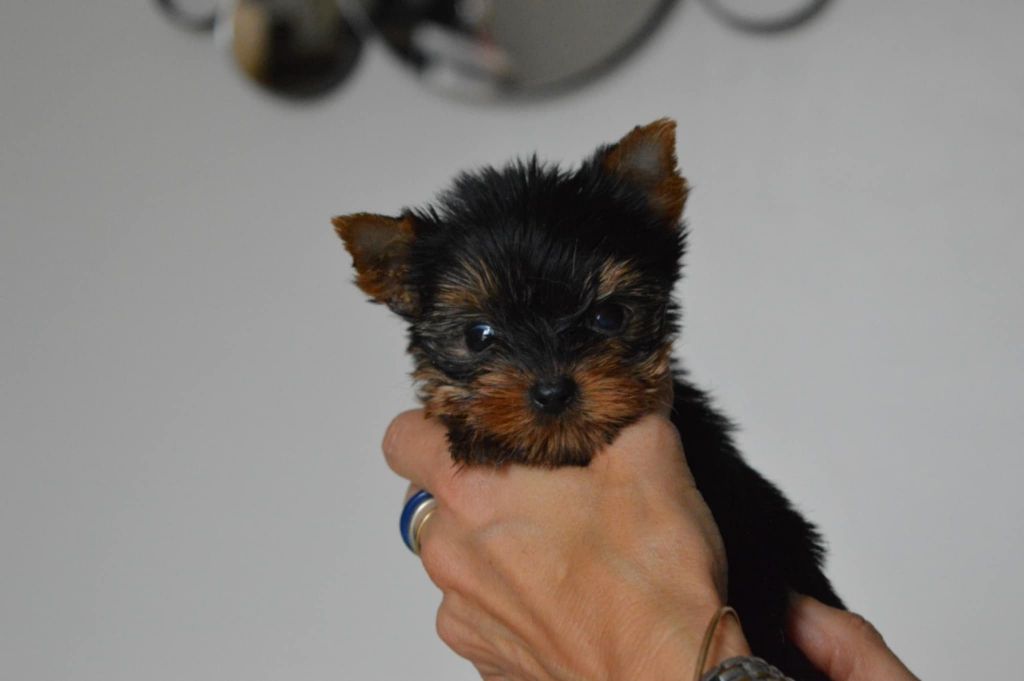 Des Bouilles De Valdemanon - Chiots disponibles - Yorkshire Terrier