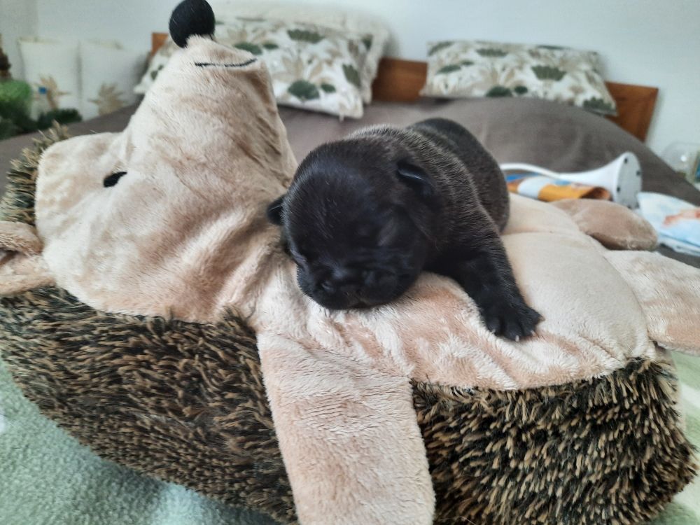 Des Bouilles De Valdemanon - Chiots disponibles - Bouledogue français